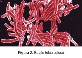 Bacilo tuberculoso