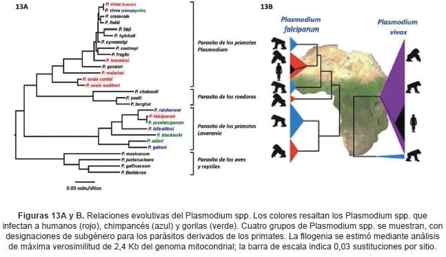 Relaciones evolutivas del Plasmodium spp