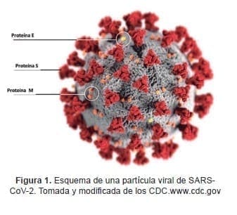 Partícula viral de SARSCoV- 2