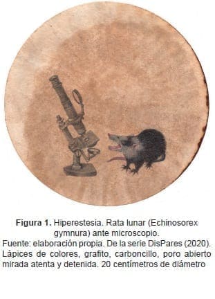 Hiperestesia. Rata lunar (Echinosorex gymnura) ante microscopio.