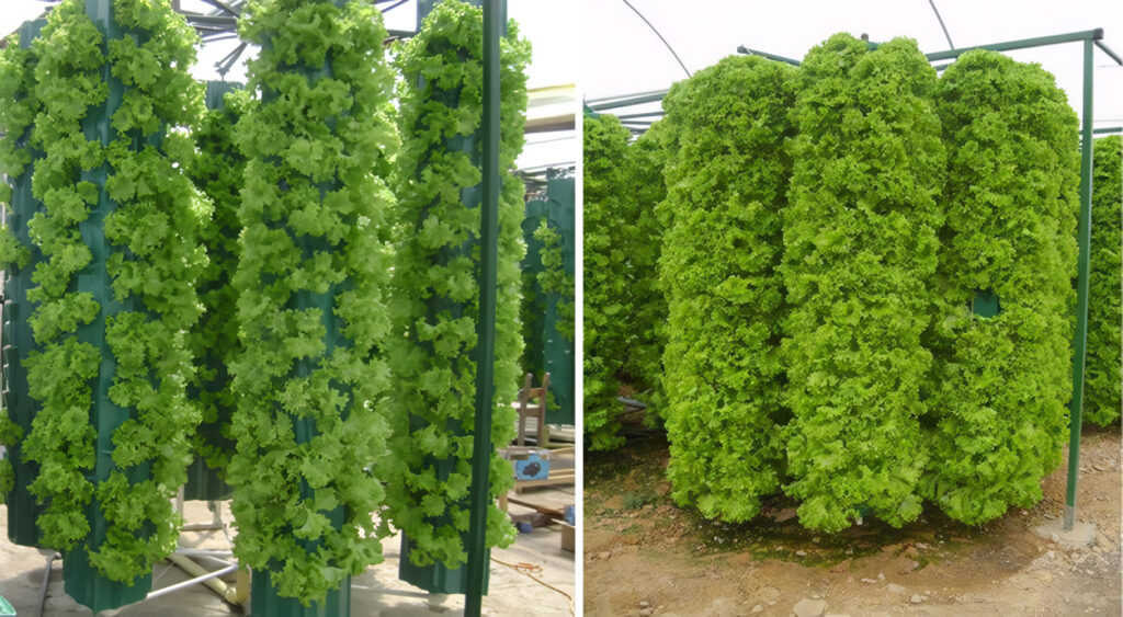 Aeroponia - agronomia