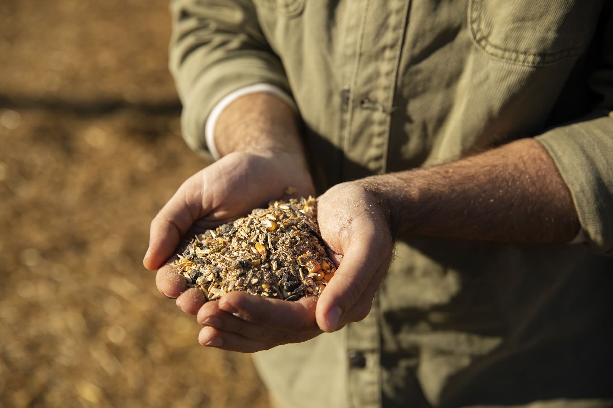 Agricultura de Secano