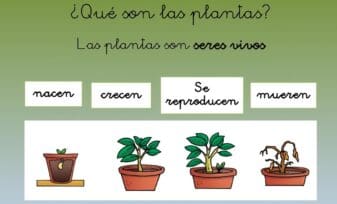 Características de las Plantas