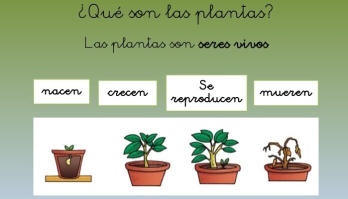 Características de las Plantas