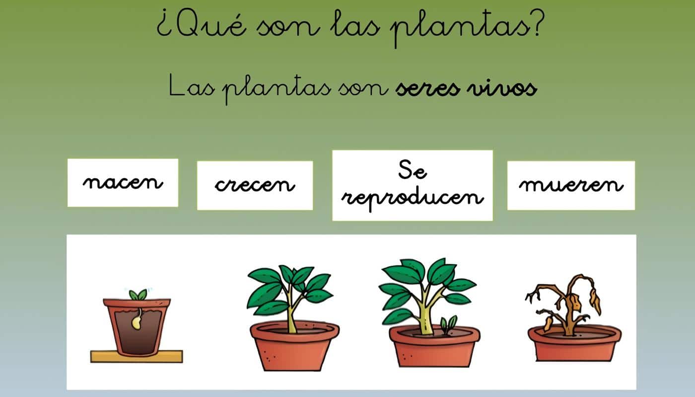 características de las plantas y su importancia