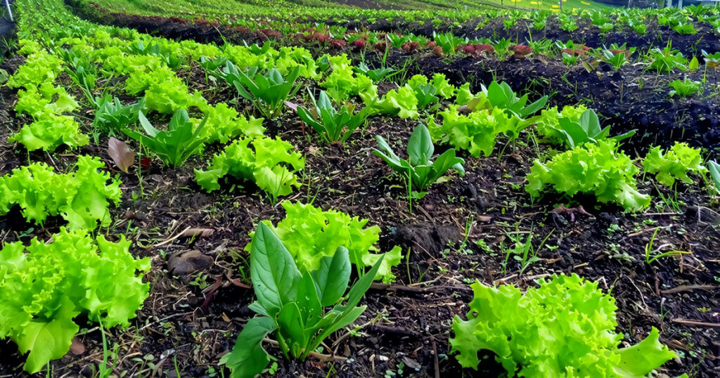 Horticultura Orgánica
