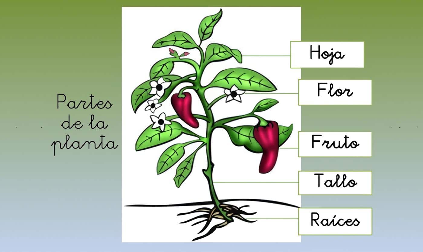 Partes De Las Plantas Componentes De Los Organismos Vegetales 2652