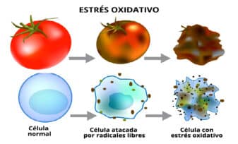 Estrés Oxidativo