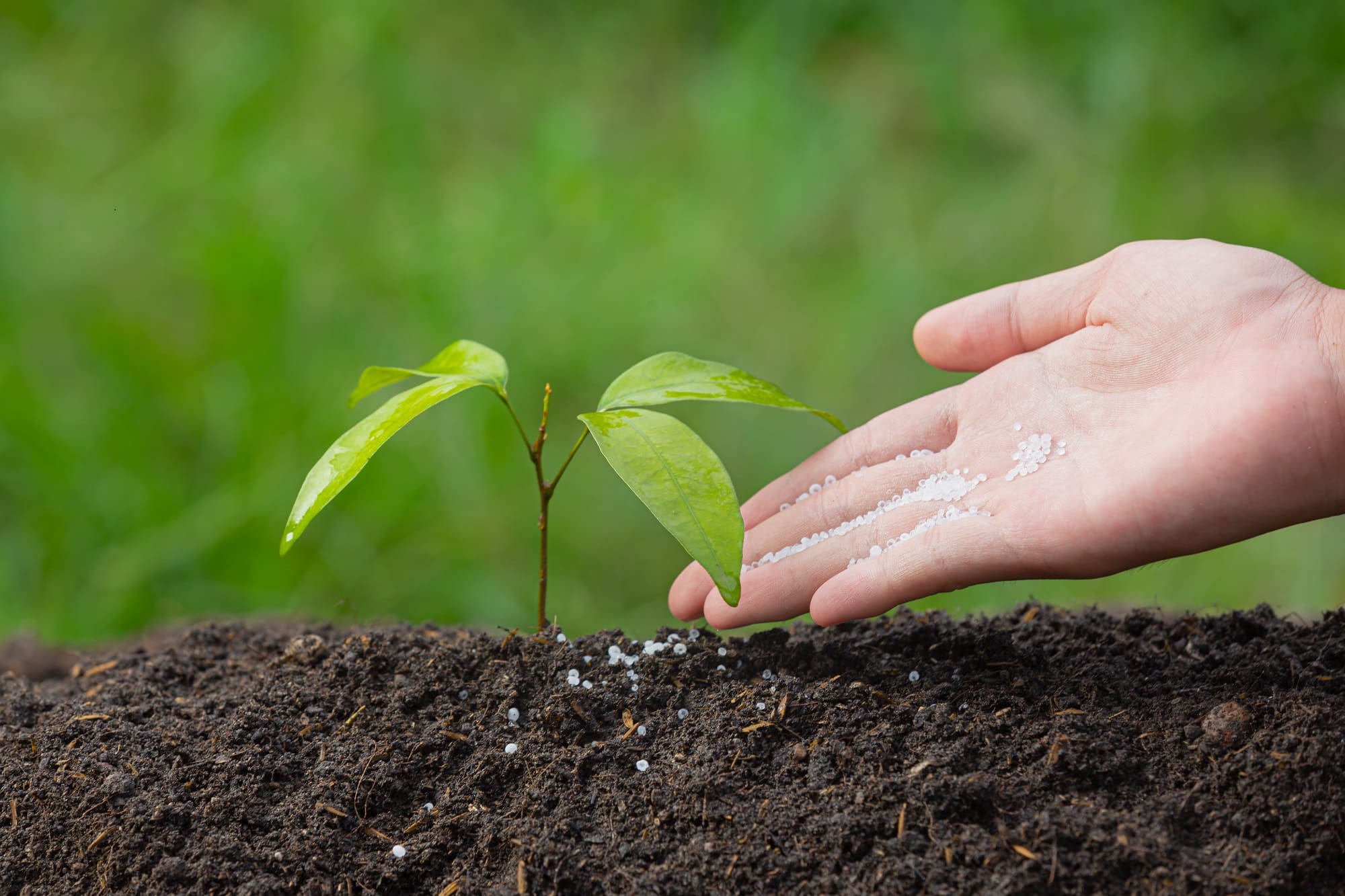 Biofertilizantes