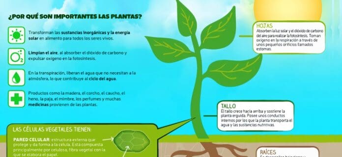 Funciones de las Plantas