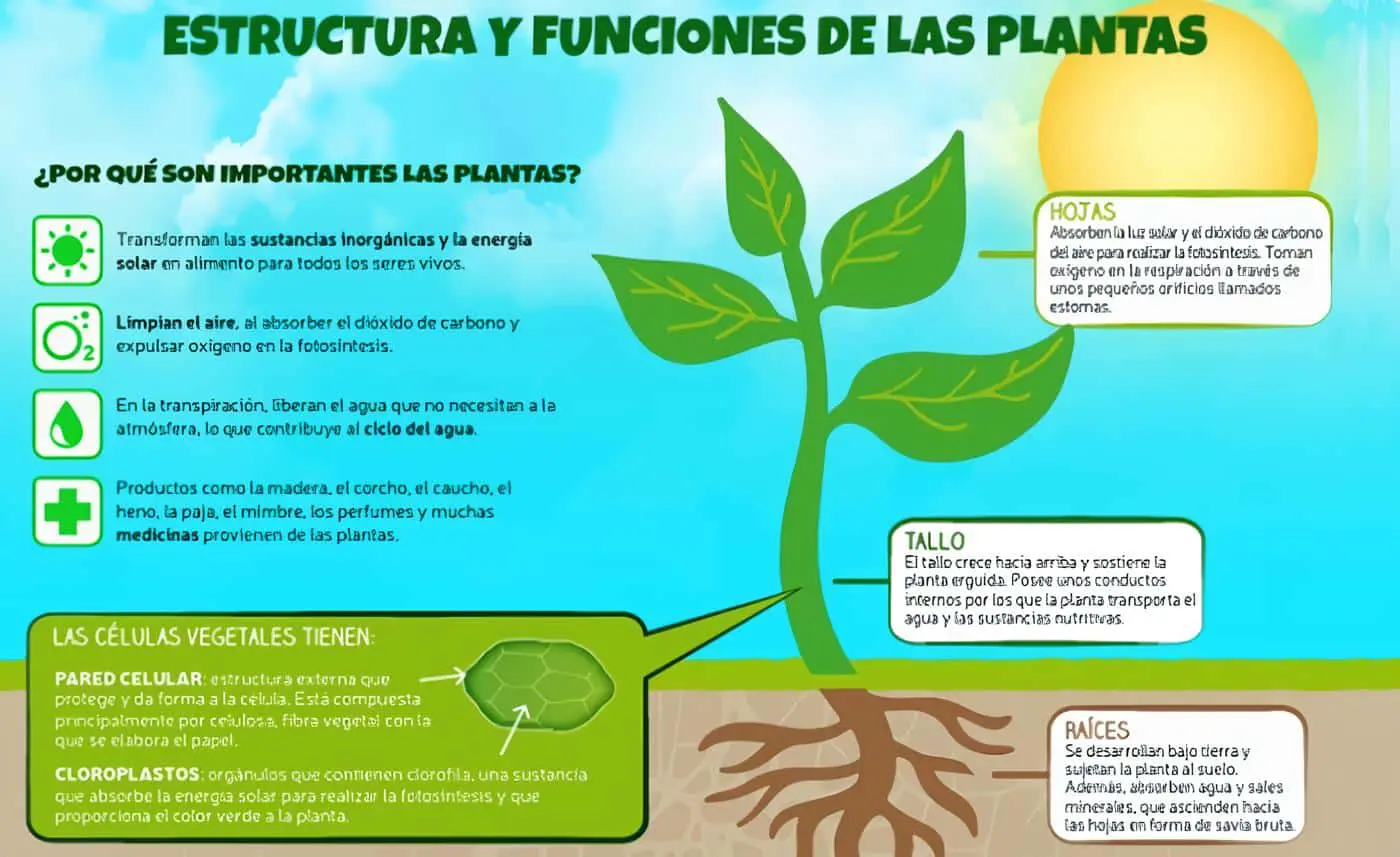 son Funciones de las Plantas - Temas Agronomía