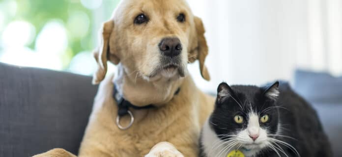 Las Mascotas NO Transmiten el Coronavirus