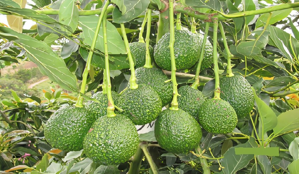 Aguacate en Colombia