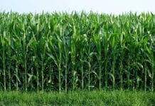 Condiciones del Cultivo de la Caña de Azúcar