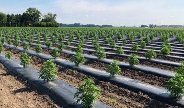 Cultivo de CBD o cáñamo legal