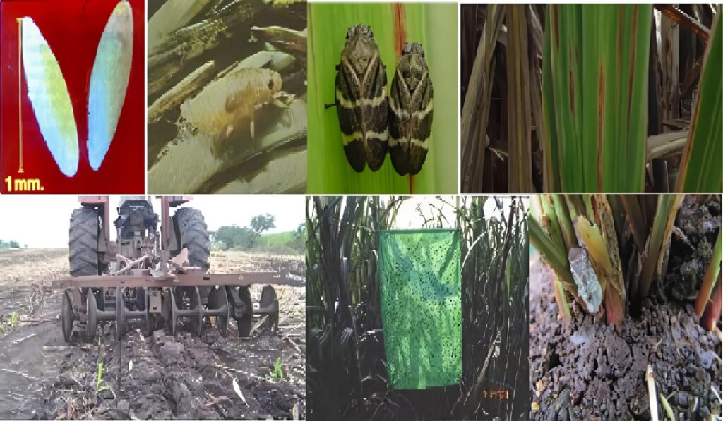 Plagas y Enfermedades en el Cultivo de la Caña de Azúcar