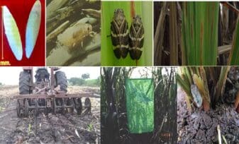 Plagas y Enfermedades en el Cultivo de la Caña de Azúcar