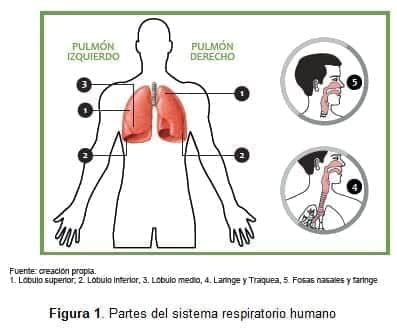 Partes del sistema respiratorio humano