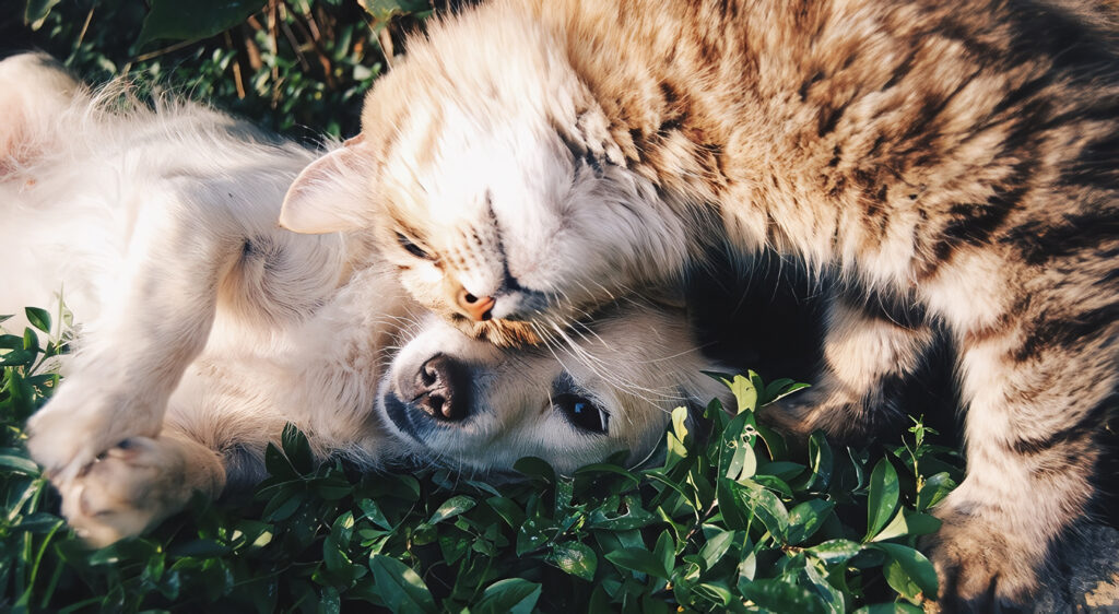El Feng Shui y las Mascotas