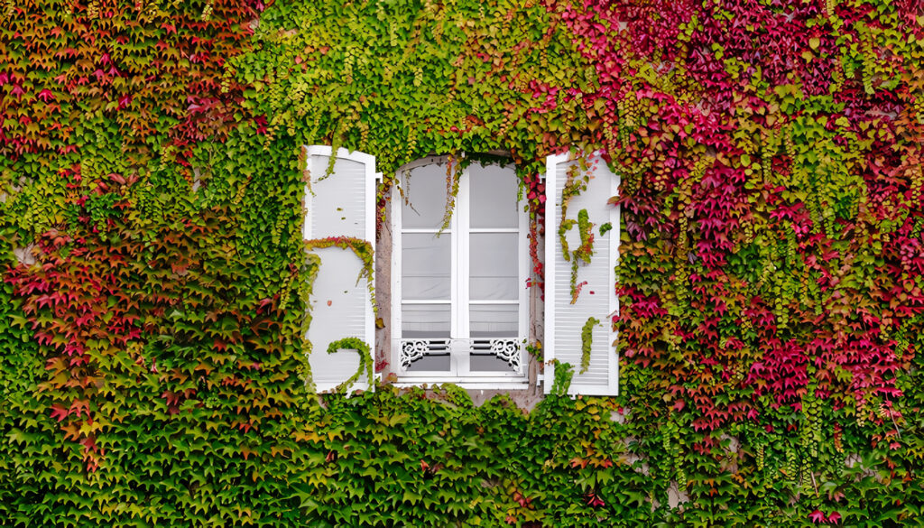 Feng Shui de las plantas
