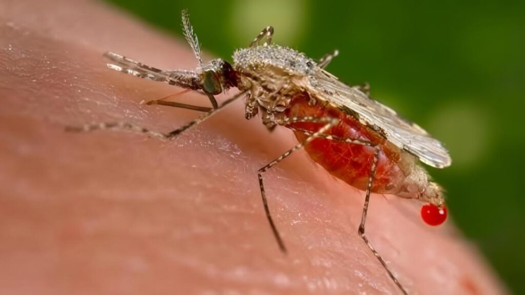 Remedios Caseros para la Malaria