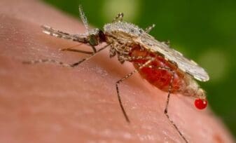 Remedios Caseros para la Malaria