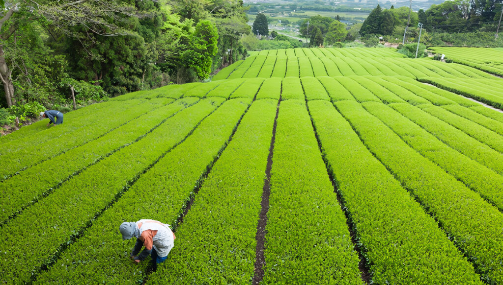 Agricultura Regenerativa