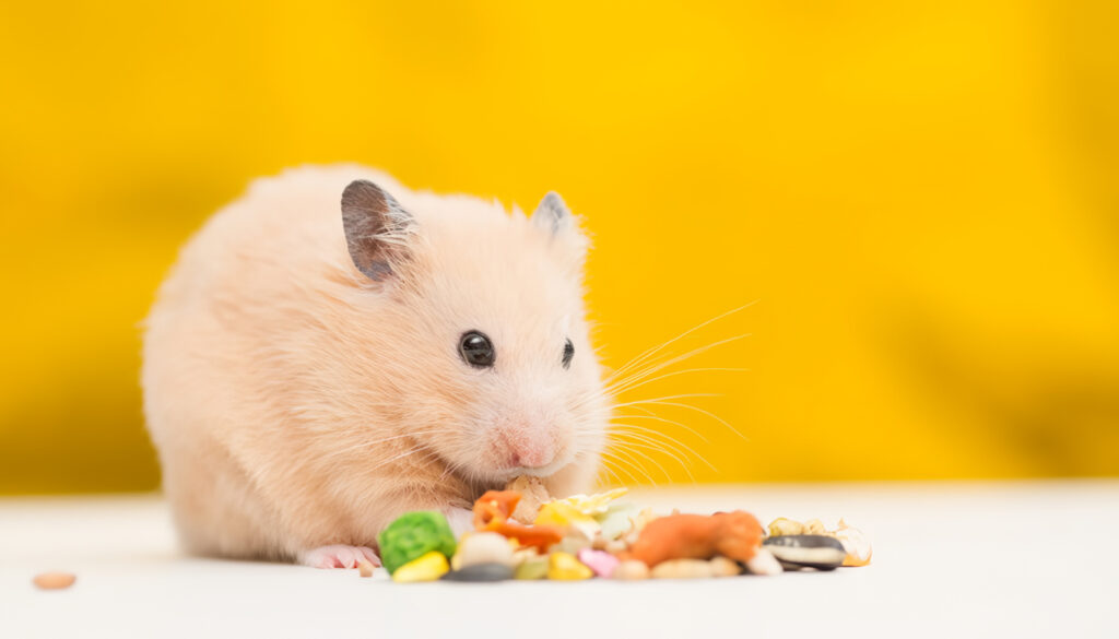 Alimentos Naturales para Hámsters