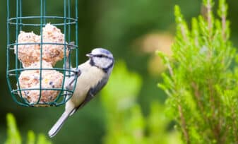 Mejores Alimentos Naturales para Pájaros