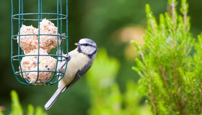 Mejores Alimentos Naturales para Pájaros