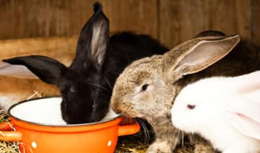 Alimentos Naturales para los Conejos
