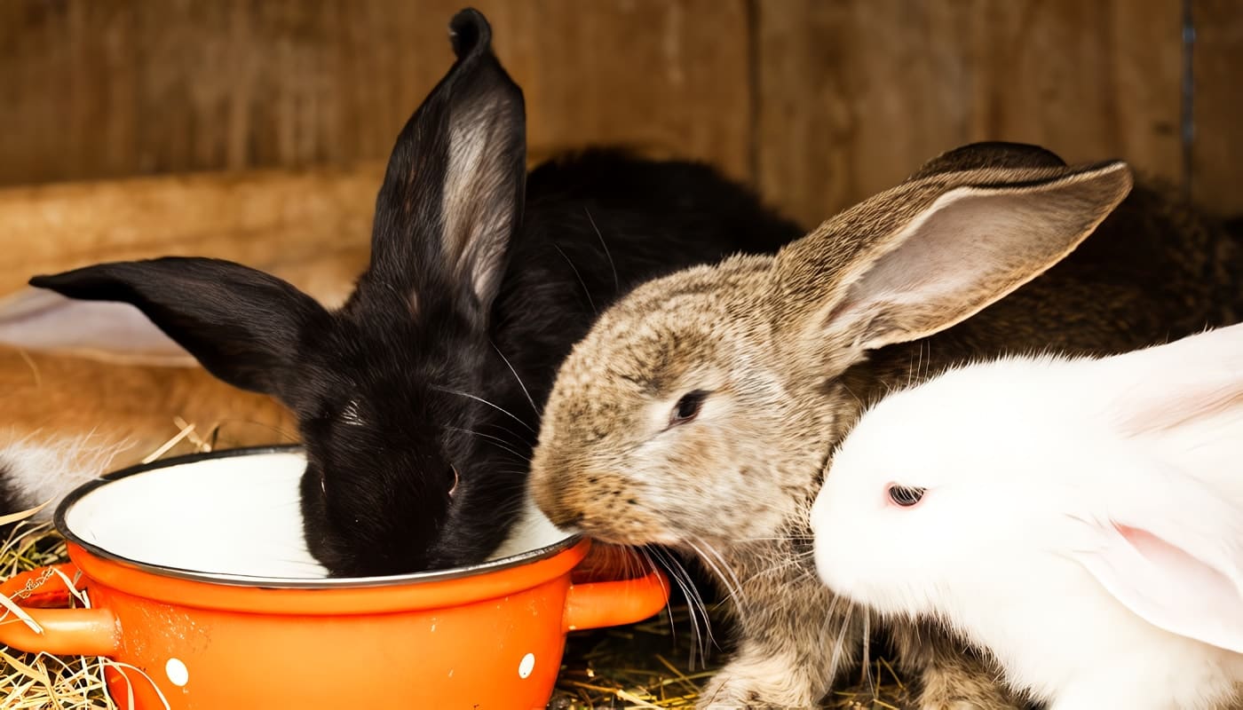 Alimentos Naturales para los Conejos