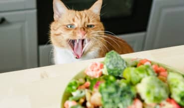 Alimentos Naturales para Gatos