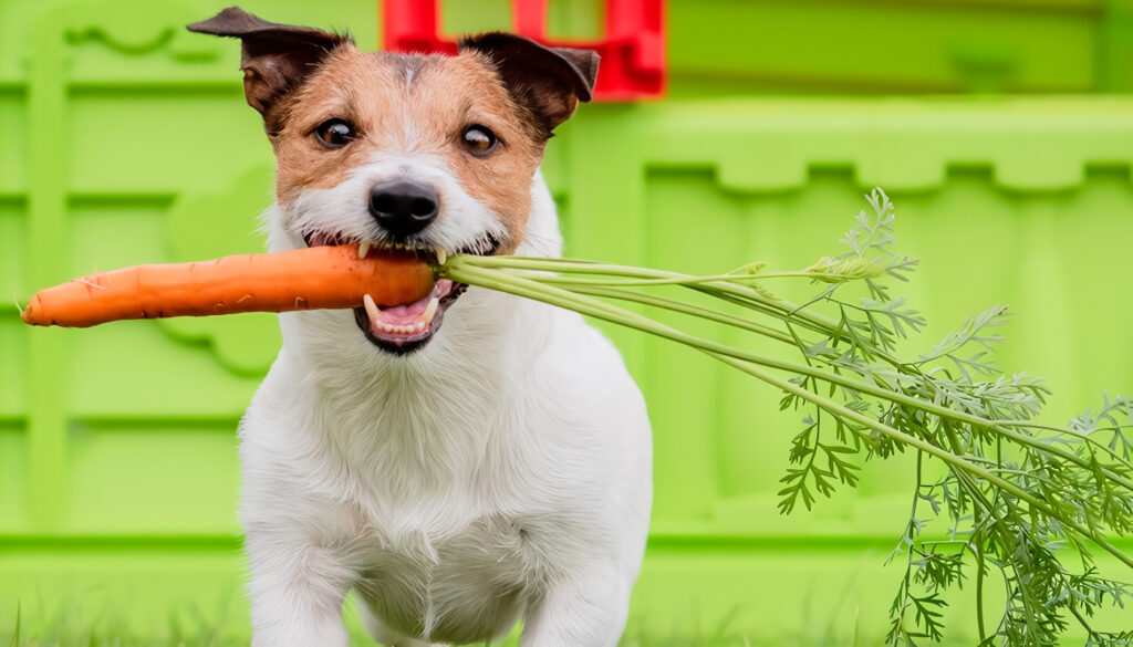 Alimentos Naturales para Perros