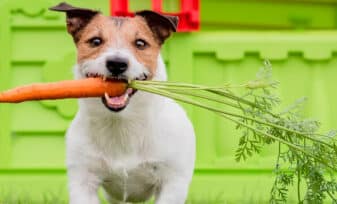 Alimentos Naturales para Perros