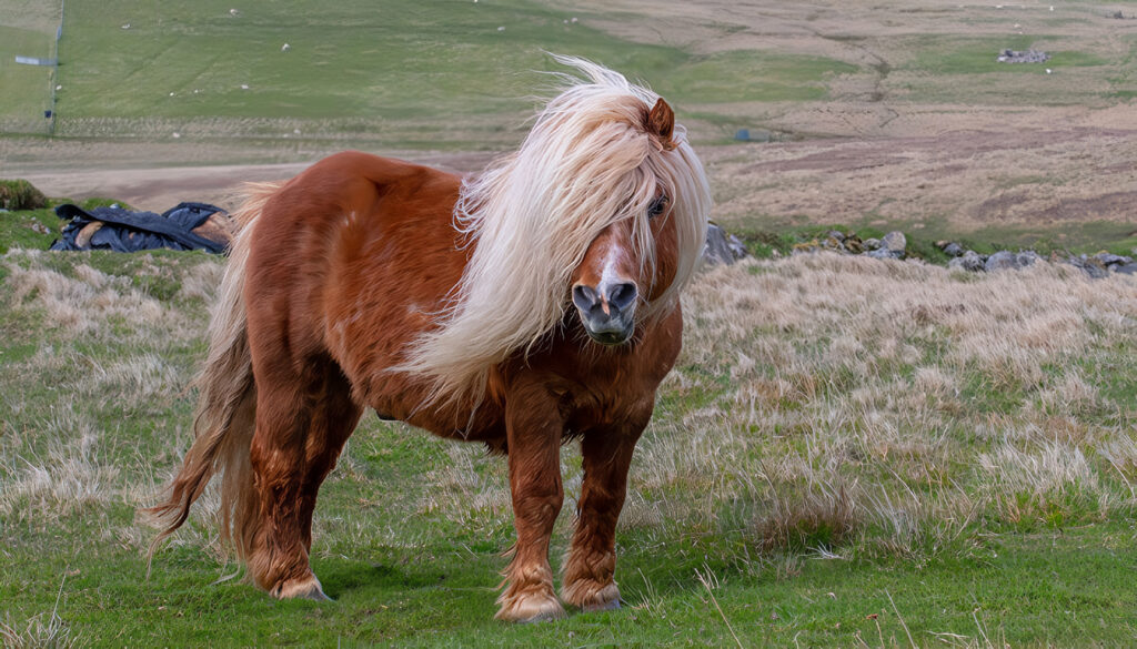 Alimentos Naturales para Ponys