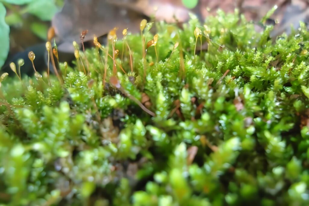 Antoceros