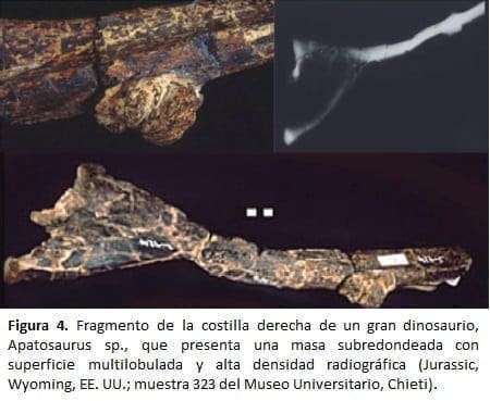 Fragmento de la costilla derecha de un gran dinosaurio