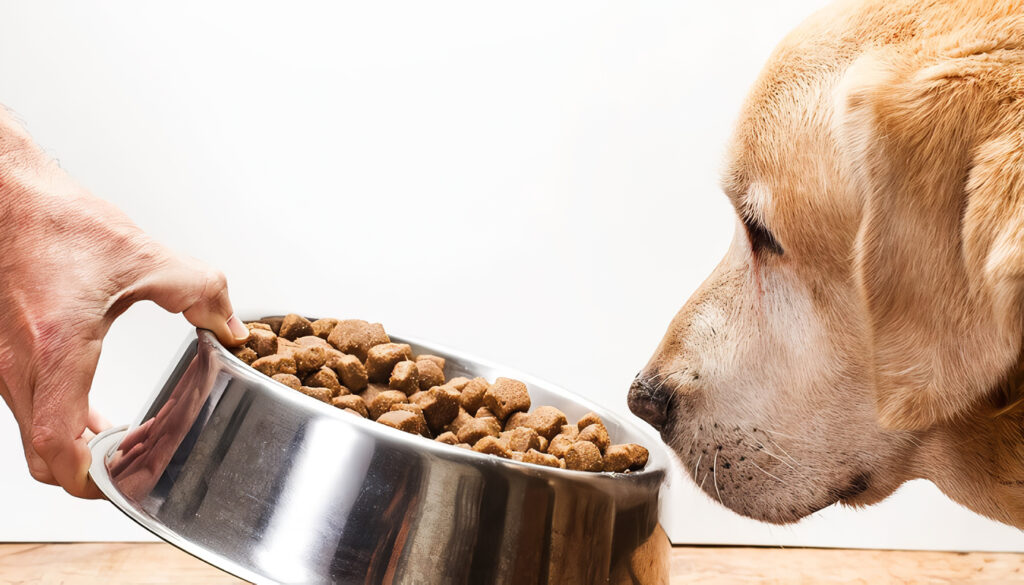 Alimentación para Perros Ancianos