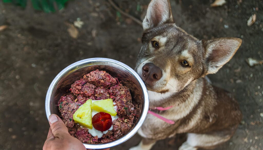 Dieta BARF para Perros, ¿Sí o No?