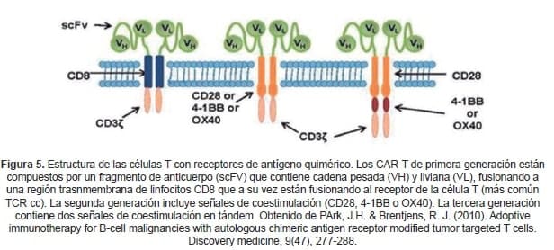 Estructura de las células T con receptores de antígeno quimérico