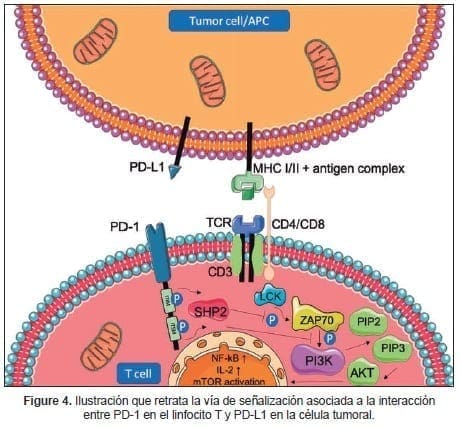 Vía de señalización asociada a la interacción entre PD-1 en el linfocito T y PD-L1