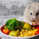 Alimentación para Mascotas