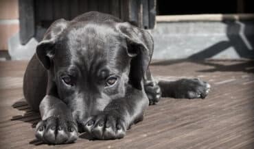 Pelaje en Perros