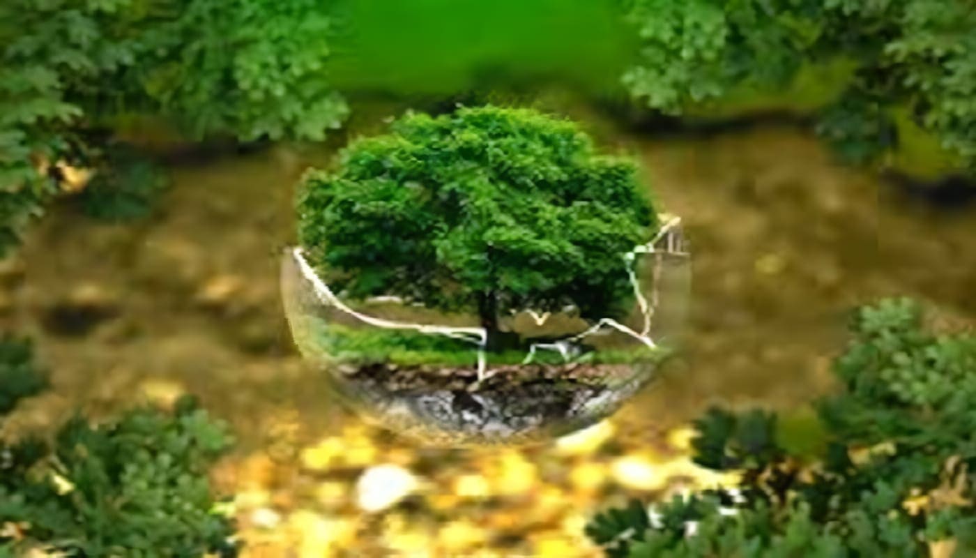 Estatuto de Ley Forestal