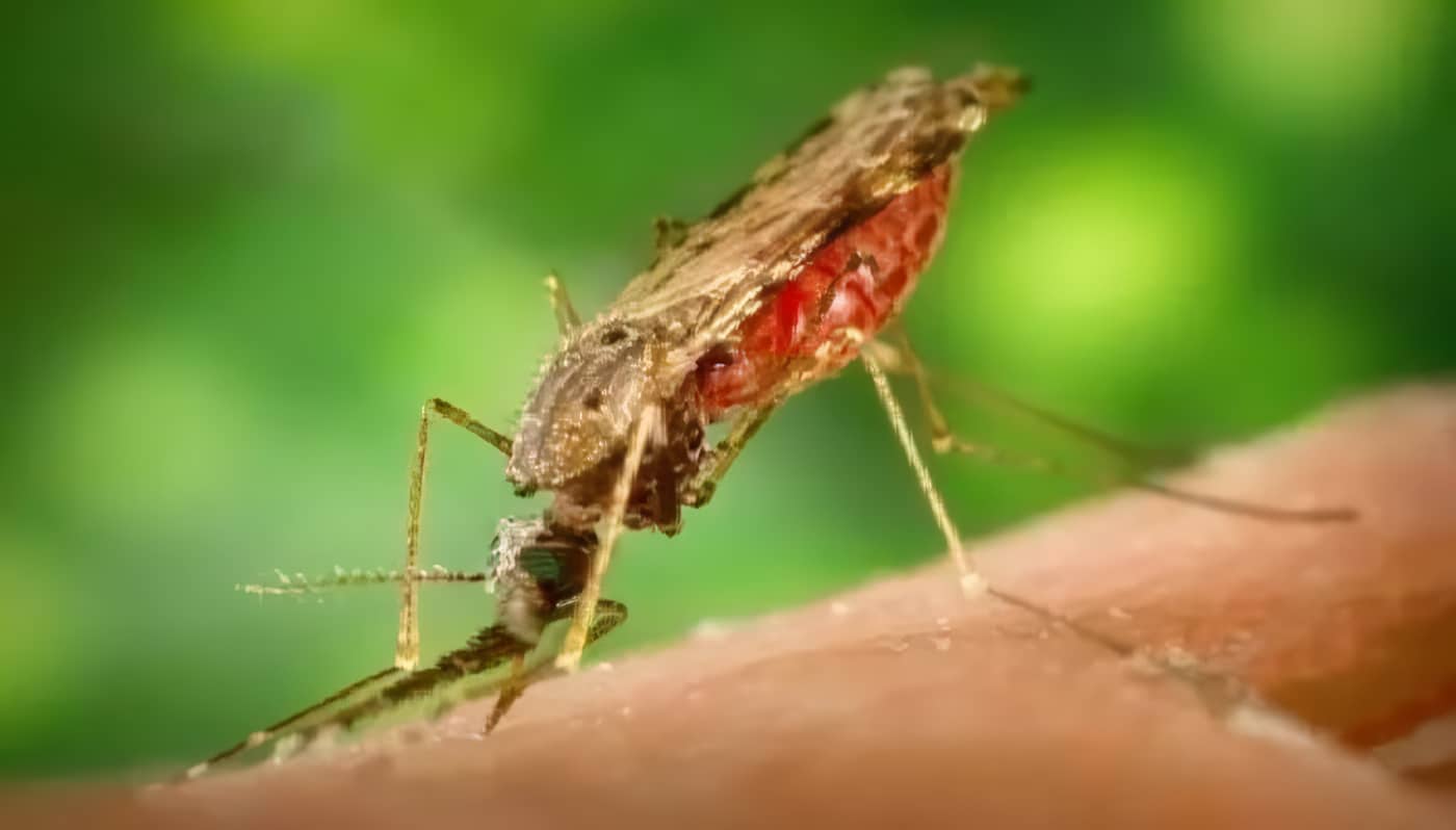 Guía de Atención de la Malaria