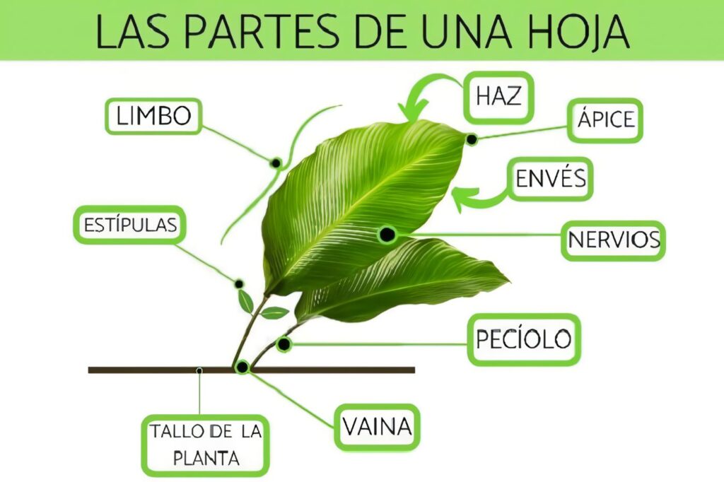 Las partes de las hojas