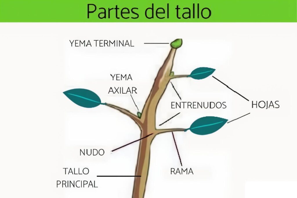 Partes del Tallo