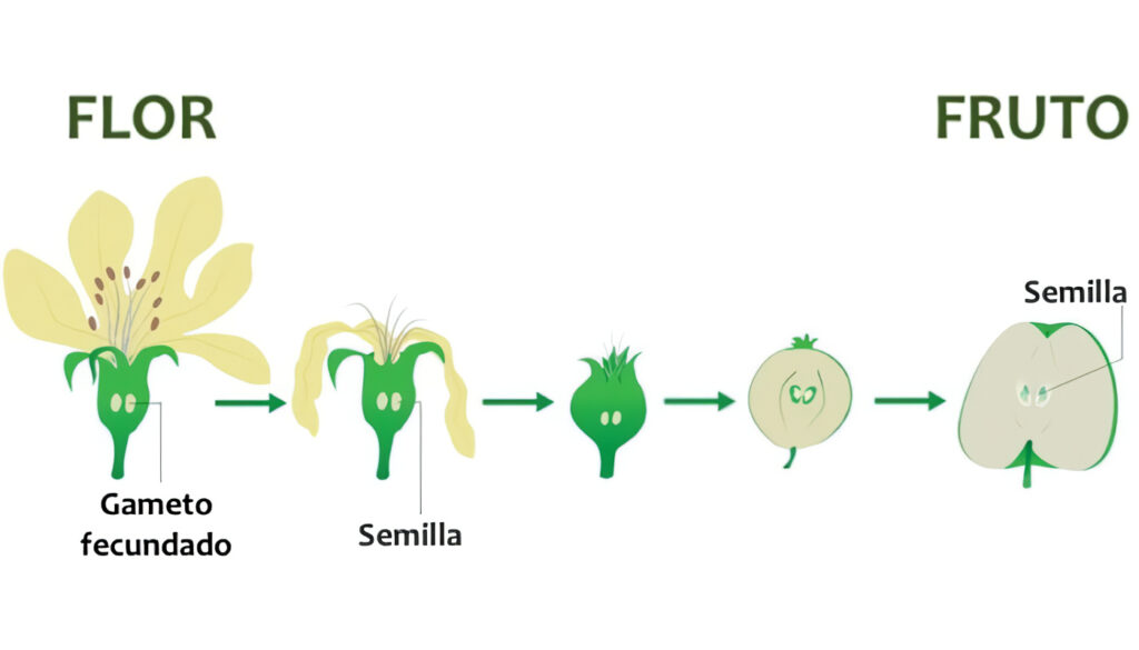 Reproducción de las Plantas