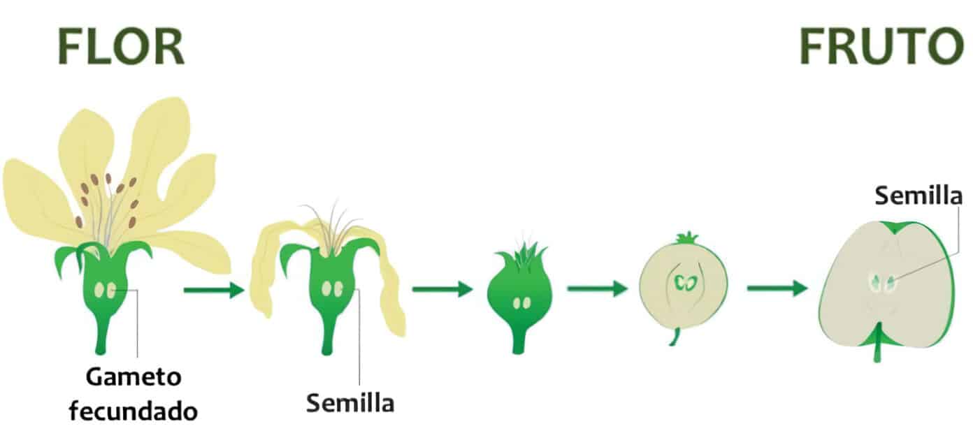 Conclusión De La Reproducción De Las Plantas encolombia.com